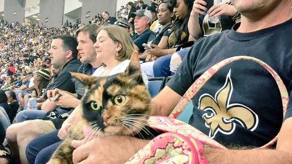 The Who-Dog Nation: See photos of the New Orleans Saints' furry