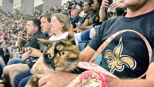 A photo of the #SaintsCat who went purrrfectly viral on social media Thursday night.