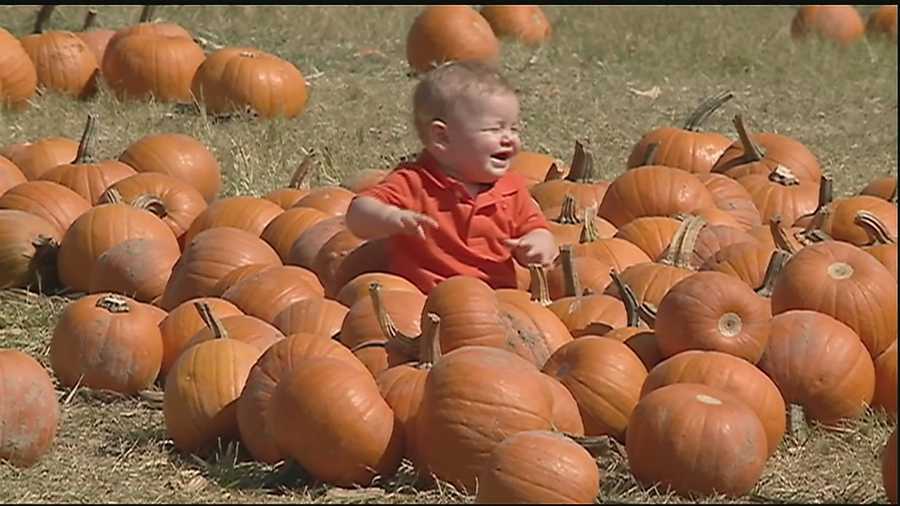 It's time to deck the porches with orange and black and pumpkins. Here's where you'll find the best pumpkins around in southeast Louisiana.