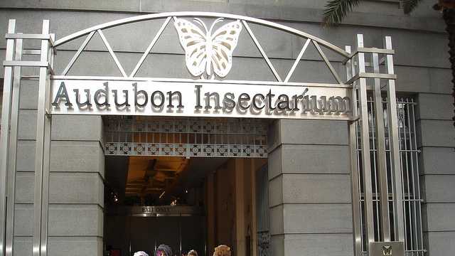 Audubon Butterfly Garden And Insectarium Invites Families To