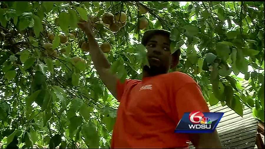 Hidden in the backyards of homes all over the New Orleans metro is the key to putting fresh food on the plates of those in need. The New Orleans Fruit Tree Project aims to tap into this hidden resource.