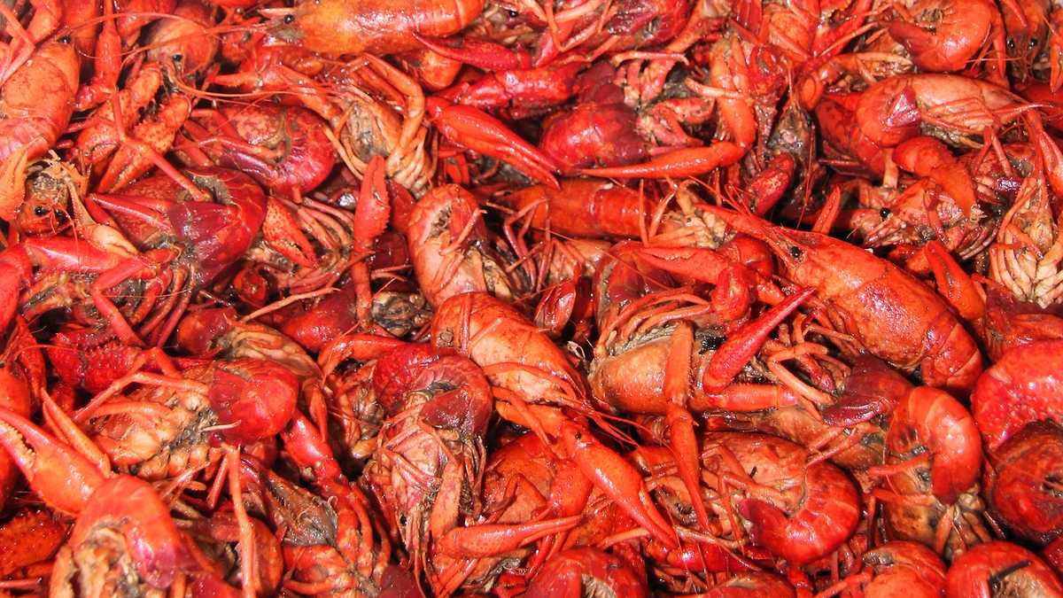 Louisiana Crawfish Festival returns for lovers of allthings mudbugs