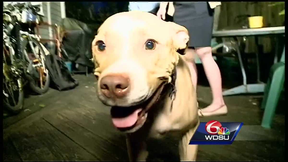 Local Rescue Dog Is First To Try Potential Cancer Cure