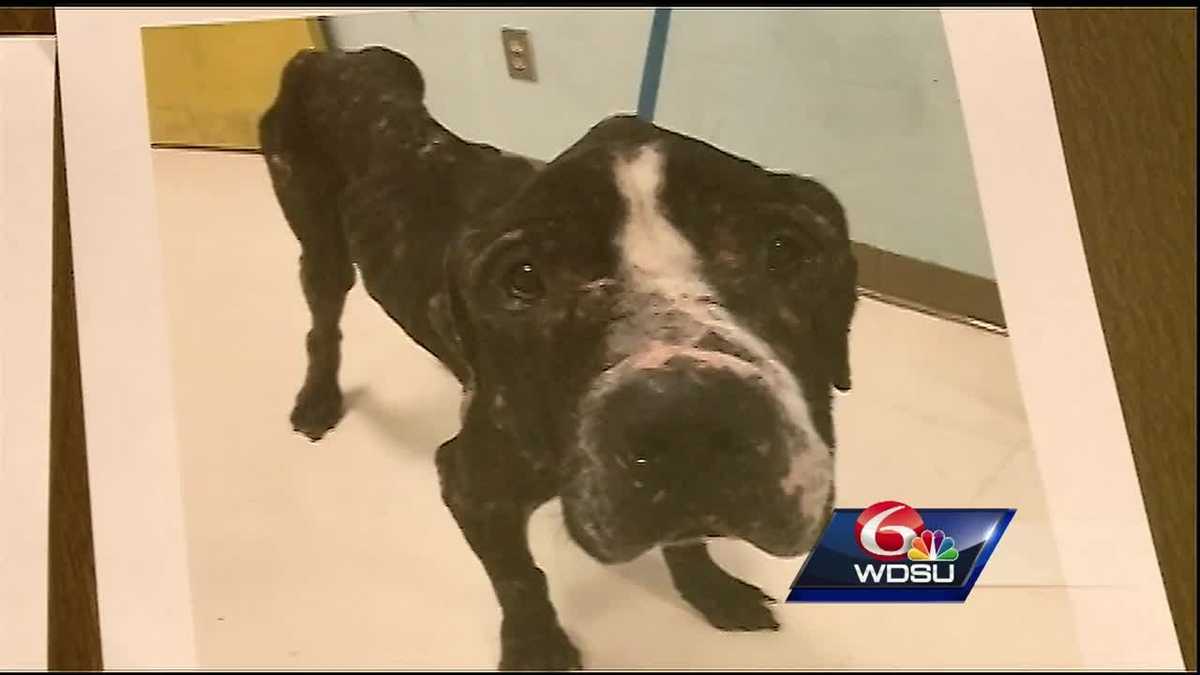 Dogs found emaciated, living in closets in home of couple banned from  owning dogs in Jefferson Parish