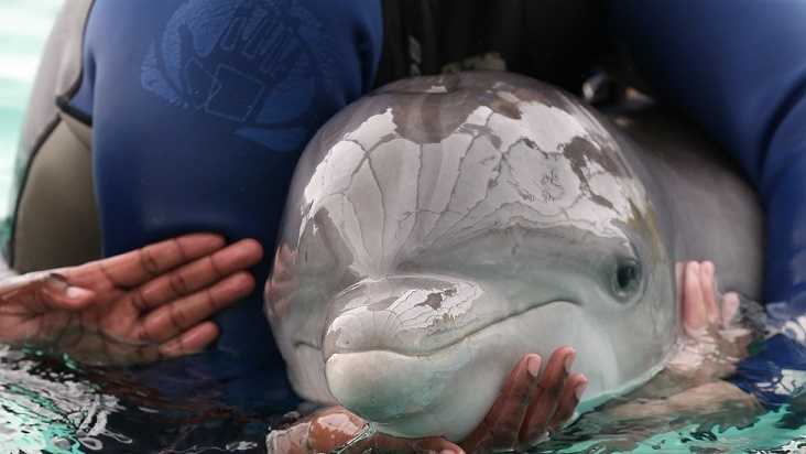 First rescued and released dolphin in Louisiana thrives in Barataria Bay