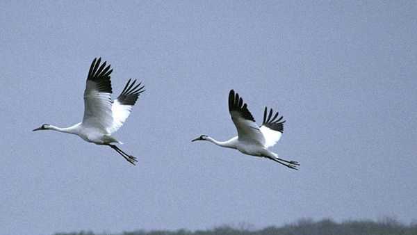 Whooping Cranes (File)