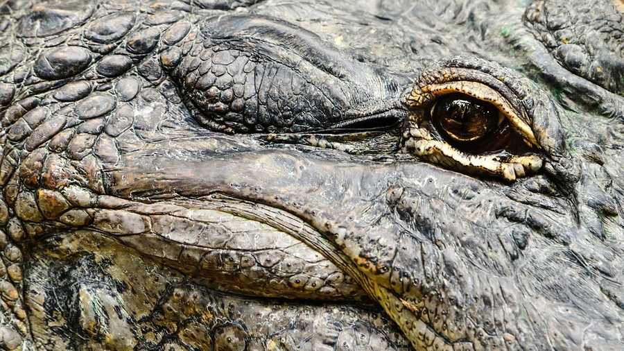 generic alligator photo