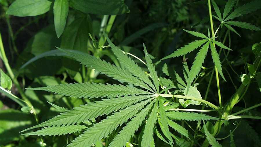 Marijuana plant 