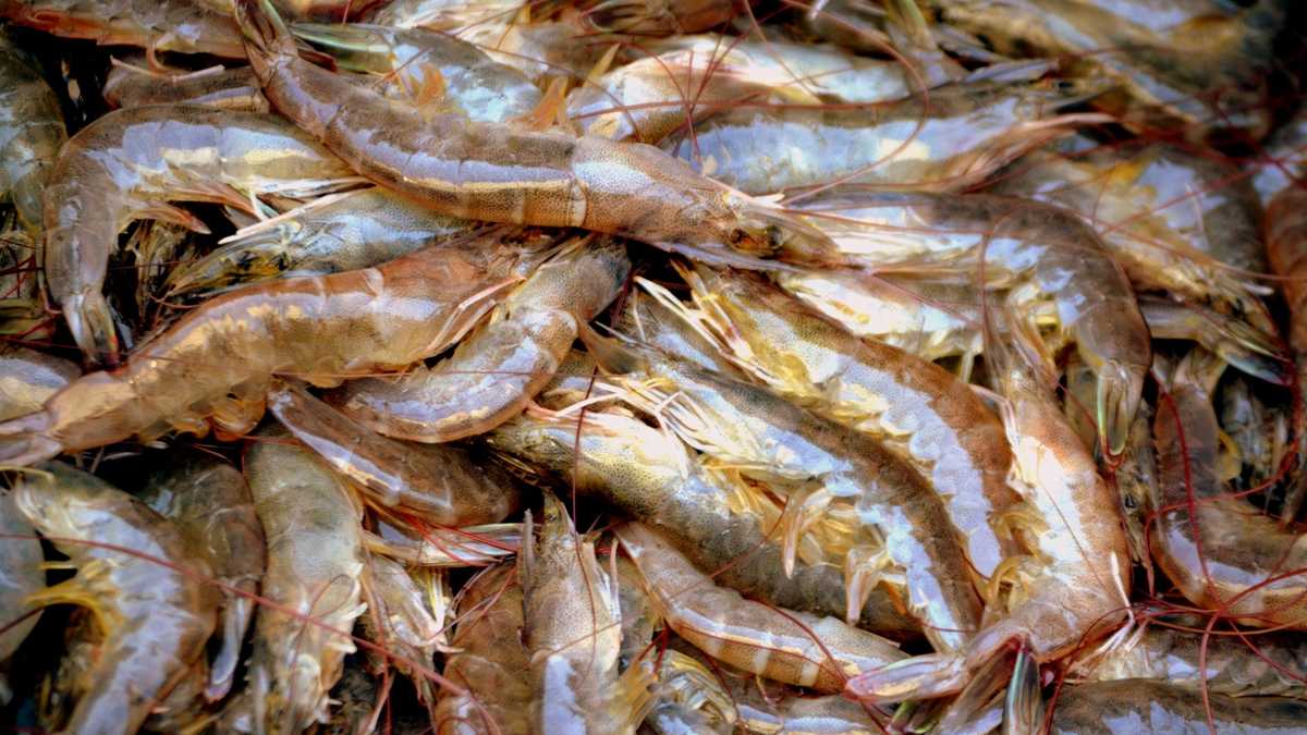 NOAA predicts low brown shrimp season off Texas, Louisiana