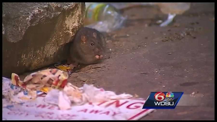 City officials say New Orleans, like any urban area, has rats and roaches infesting alleyways and streets. They say the key to keeping these unwanted creatures away is sanitation.