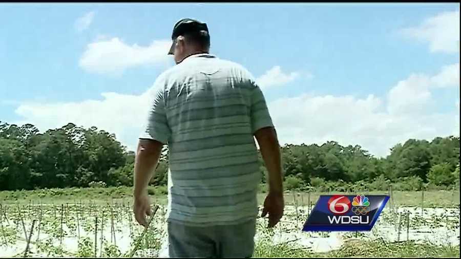 Morrow Farm in Ponchatoula was underwater for several days after devastating floods swept across the state. On Monday, Eric Morrow was able to check on his crops for the first time.