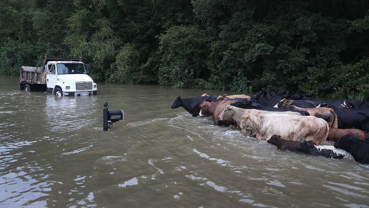 Louisiana S Historic Flooding By The Numbers