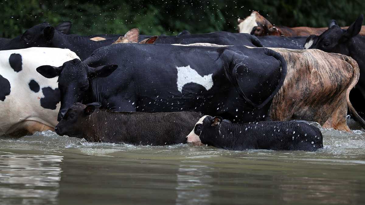 Herd of cattle rescued from Louisiana flood