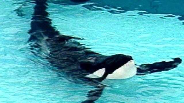Scientists Bemoan Seaworld Decision To Stop Breeding Orcas