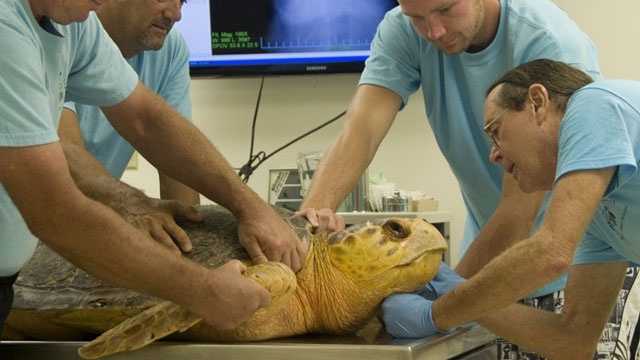 Ponce Inlet Turtle Cold-stunned turtles flown to Ponce Inlet, Orlando