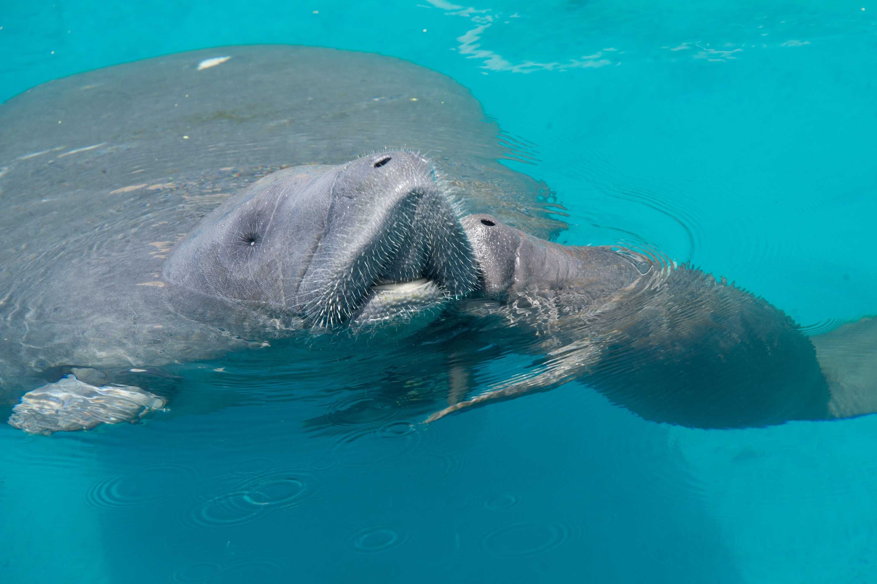 Rescued Manatee Gives Birth To Calf At SeaWorld