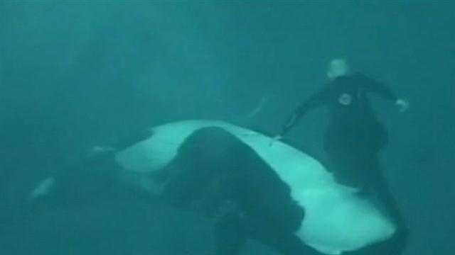 San Diego SeaWorld trainer struggles to get away from whale