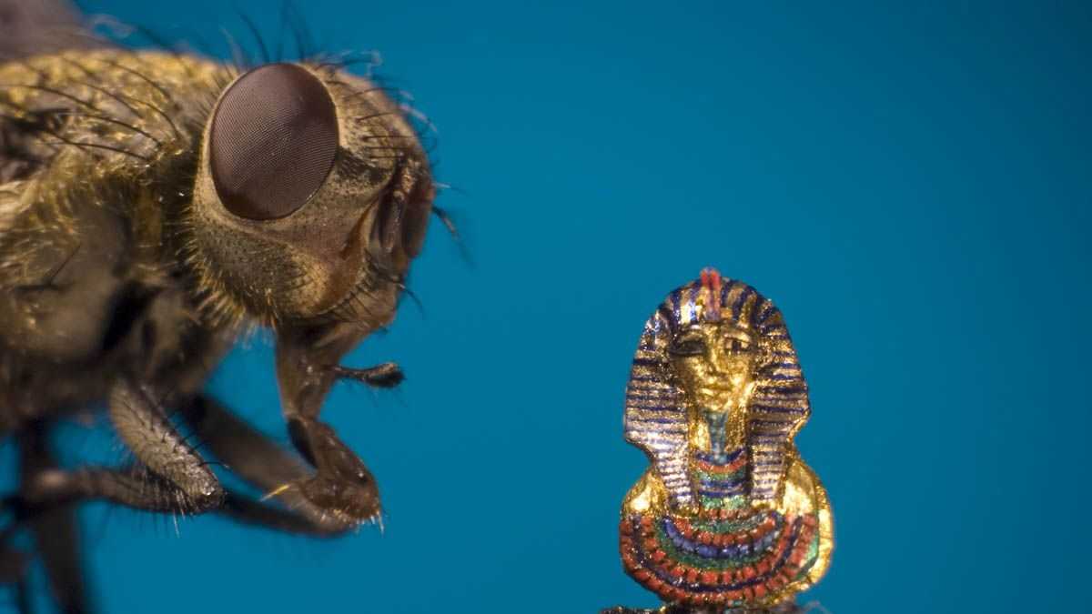 Ripley's Believe It or Not! unveils world's smallest sculptures