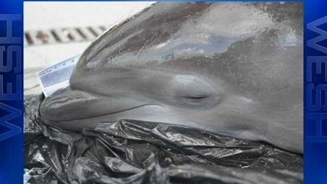 The folks at Hubbs-Seaworld have planned a necropsy for a dolphin that washed up onto a Volusia County beach.