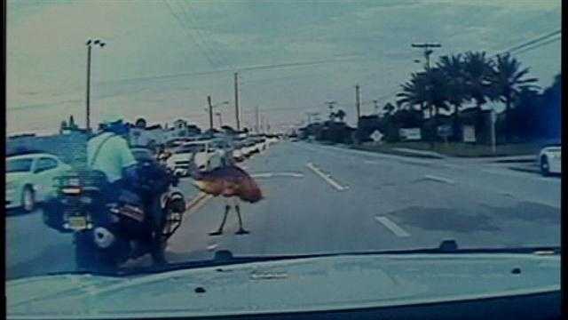 Emu holds up traffic on A1A