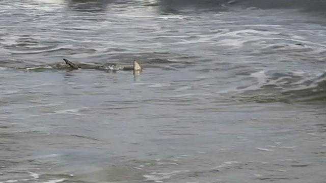 8th Shark Bite Reported In Volusia County 8th Shark Bite Reported In Volusia County