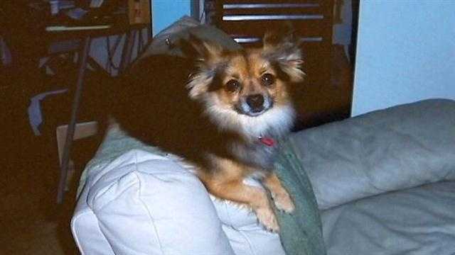 A Port Orange woman says a pit bull killed her Pomeranian when they were out on a walk, and the pit bull wasn't even quarantined or labeled "dangerous."