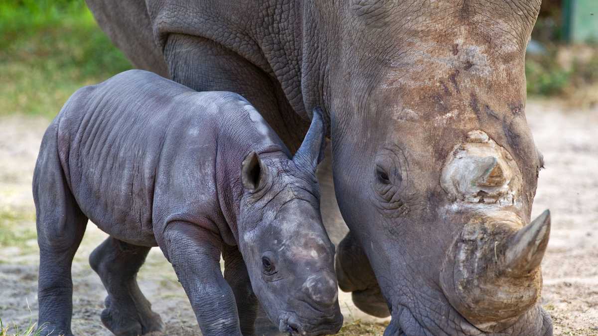 Images: Busch Gardens welcomes baby white rhino