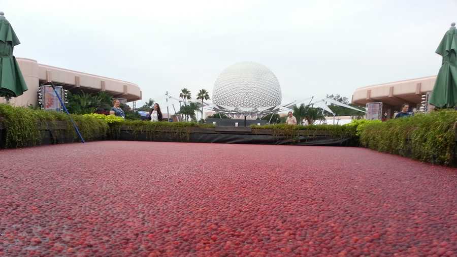 If you’ve been to the Epcot International Food and Wine Festival this year, you’ve noticed for the second year in a row, Ocean Spray brought back the cranberry bog.