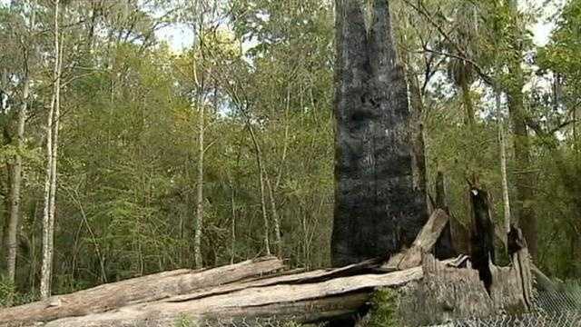 Part of Big Tree Park reopens months after an iconic cypress tree all but burns to the ground.