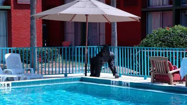 This gorilla remains at the hotel, but his friend on the other side of the pool is missing.