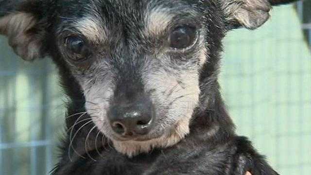 Dog found dumped in trash to get new home