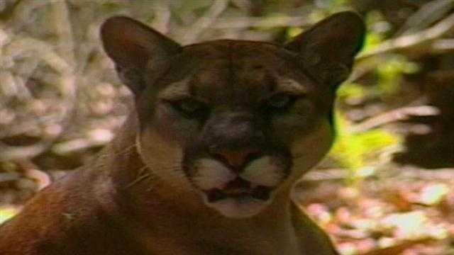 The Florida Fish and Wildlife Conservation Commission is investigating the death of a Florida panther near Christmas.