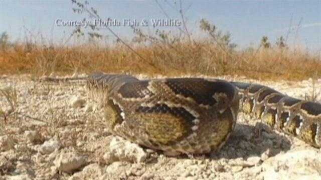 Python Hunting Season Begins Saturday