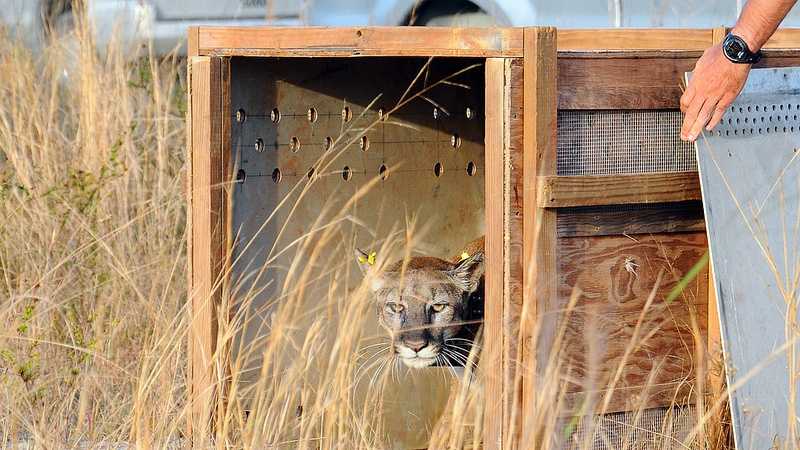 Rescued Florida panther released into wild