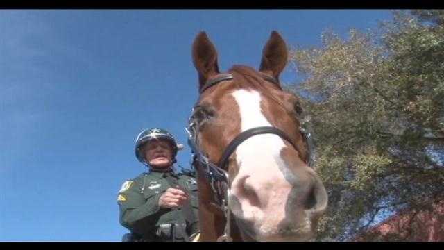 The Orange County Sheriff's Office needs help, but not solving a crime, this time they need help naming a horse.