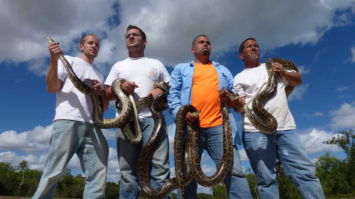 Public python hunt returning to Everglades in 2016
