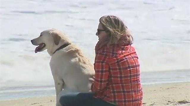 are dogs allowed on brevard county beaches