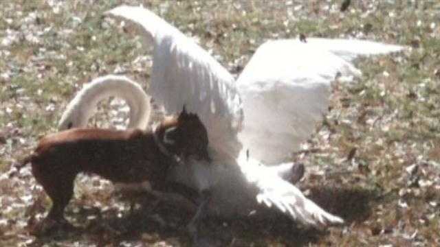 A swan at Lake Eola had to be euthanized after it was attacked by a dog.