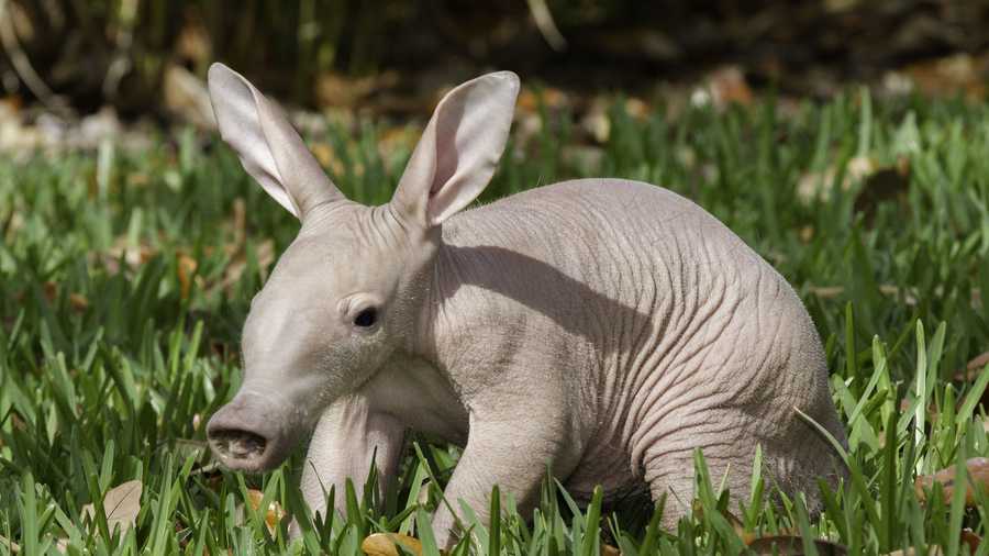 An adorable aardvark was born at Busch Gardens in Tampa on Tuesday.