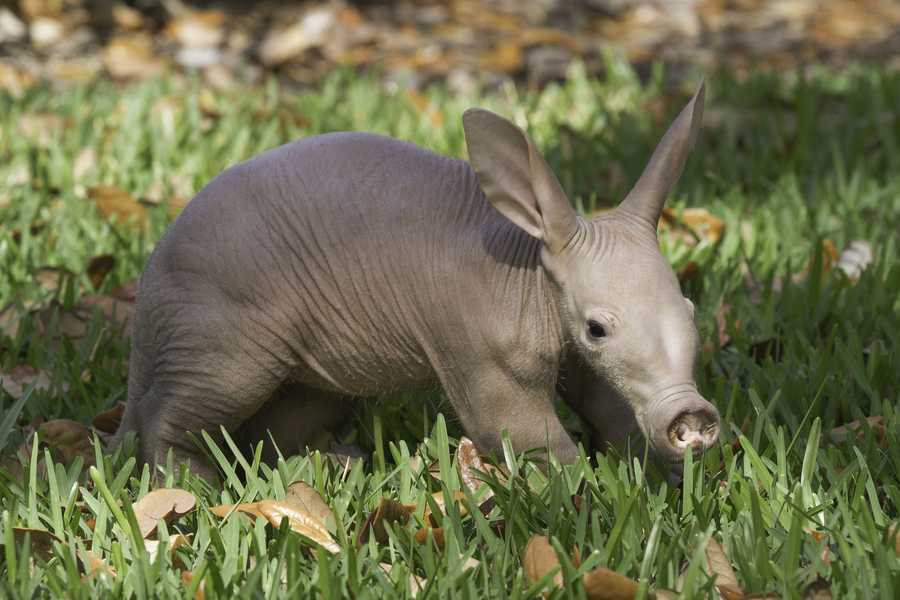 Images: Busch Gardens newborn baby aardvark