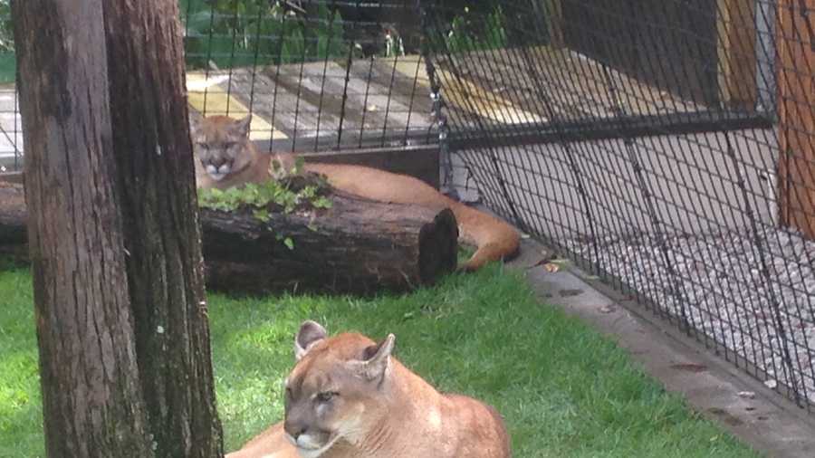 Meet Neiko and Lucy, the latest additions to Gatorland. They are a cross between Texas Cougars and Florida Panthers.