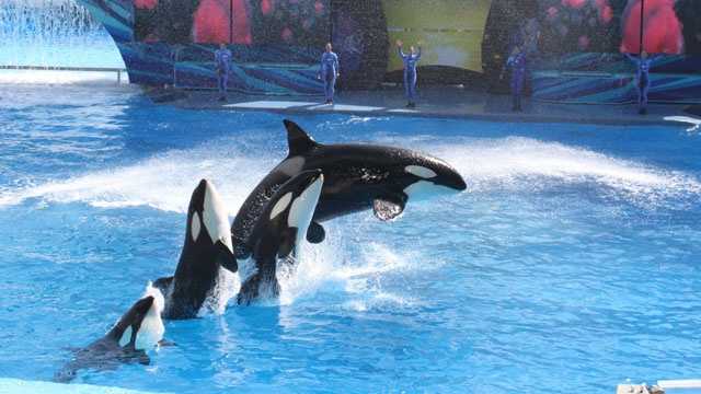 SeaWorld killer whales show