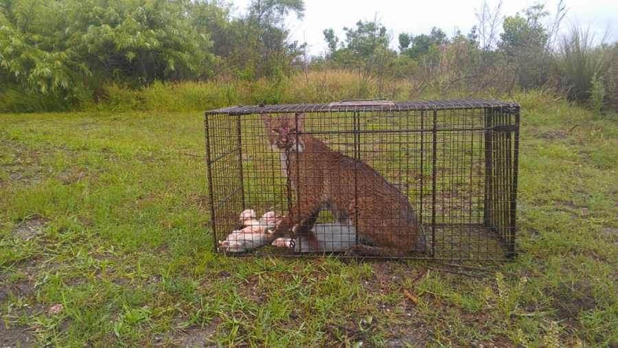 Images Trap Set For Coyotes Catches Bobcat 