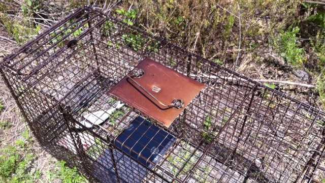 Images: Trap set for coyotes catches bobcat