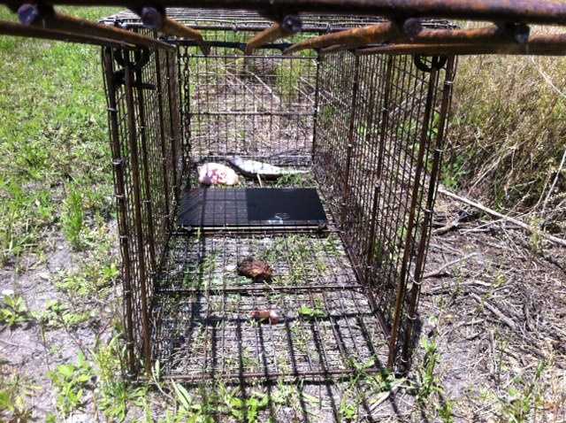 Images Trap Set For Coyotes Catches Bobcat 