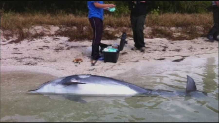 Several more dolphins wash up dead in Brevard County, and now experts are looking into the cause.