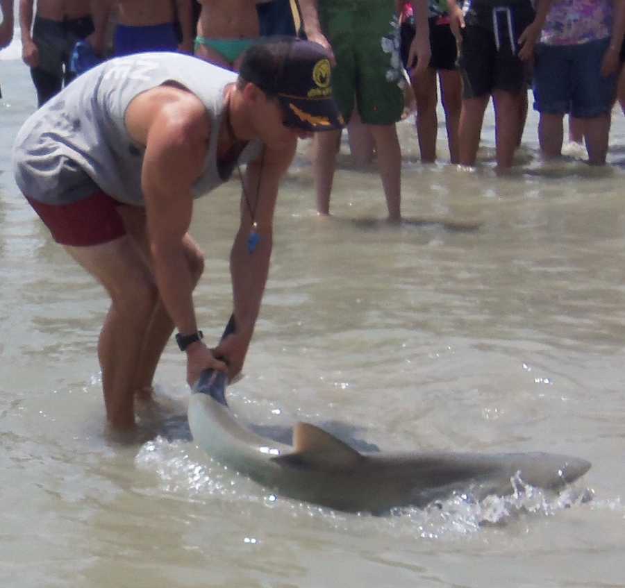 images-lifeguard-grabs-shark-by-the-tail