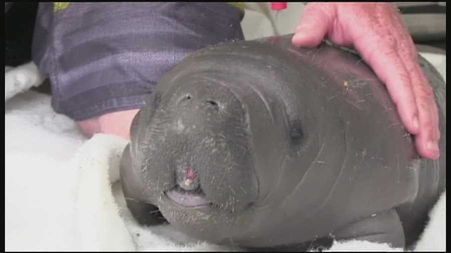 A small sea cow is now safe after it found its way into a shallow canal.