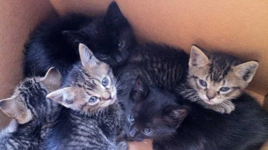 Five kittens found in an Orlando Police Department impound lot will be getting a new home.