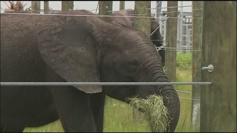 Elephants are on their way to Central Florida from all over North America. The National Elephant Center has just been completed south of Brevard County.